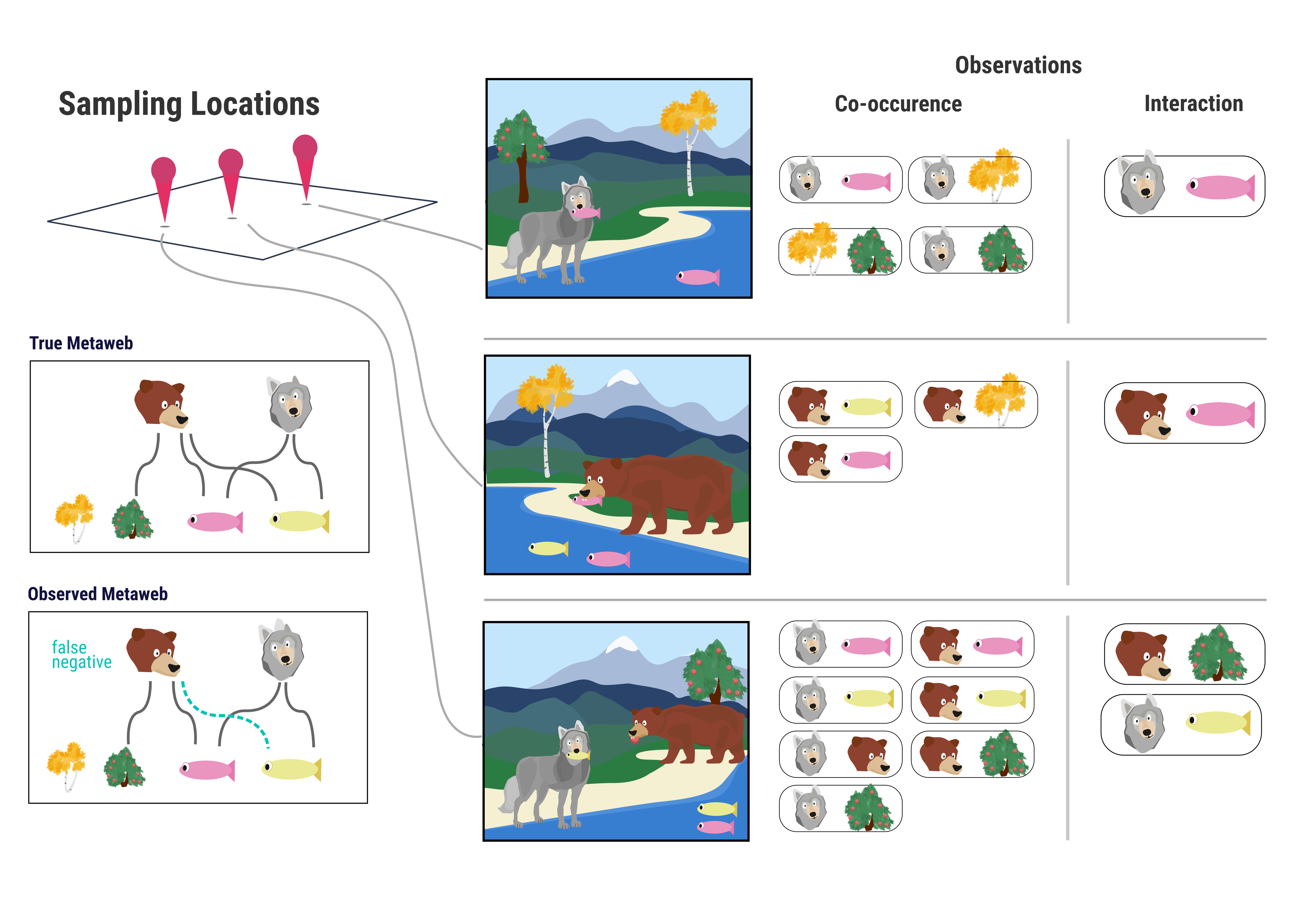 Figure 1: This conceptual example considers a sample of the trophic community of bears, wolves, salmon (pink fish), pike (yellow fish), berry trees, and aspen trees. The true metaweb (all realized interactions across the entire spatial extent) is shown on the left. In the center is what a hypothetical ecologist samples at each site. Notice that although bears are observed co-occurring with both salmon and pike, there was never a direct observation of bears eating pike, even though they actually do. Therefore, this interaction between bears and pike is a false-negative.